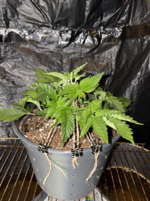 Super Silver Haze. Week 5