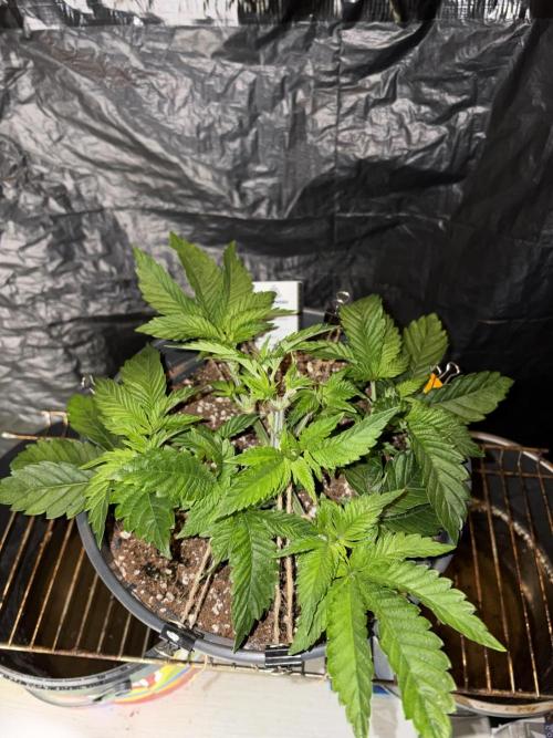 Super Silver Haze. Week 5