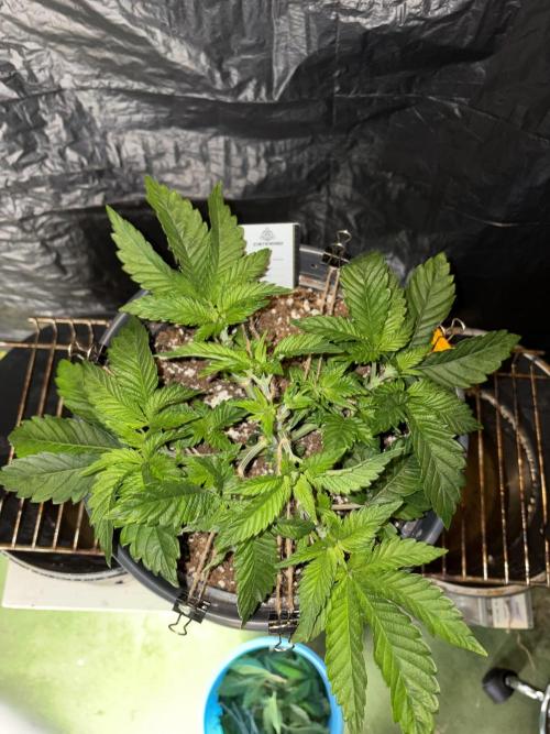 Super Silver Haze . Week 5