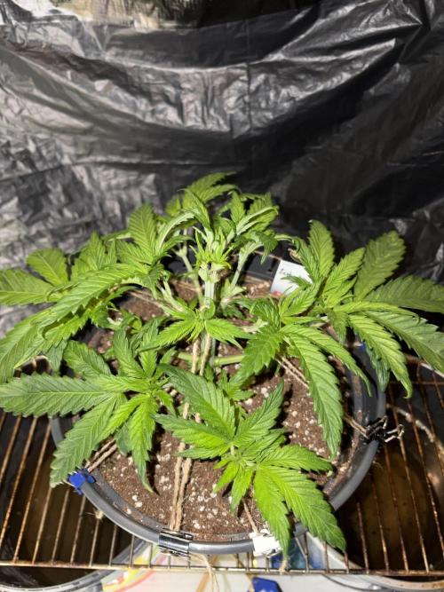 Zesty Bliss. Week 5