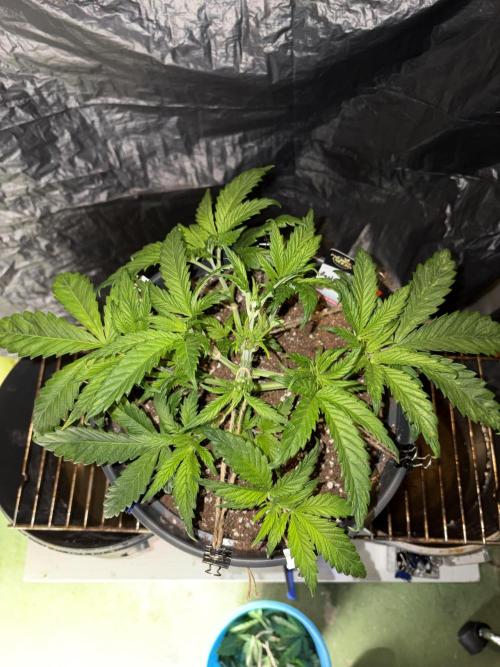 Pure Tent Lite 80x80x180. Week 5
