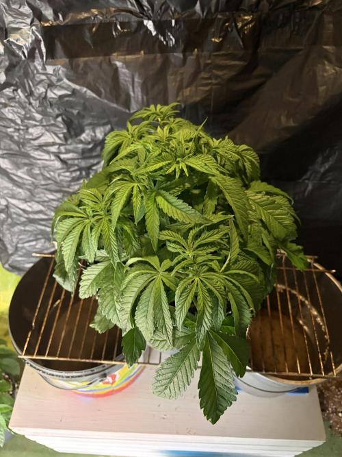 Super Lemon Haze. Week 6