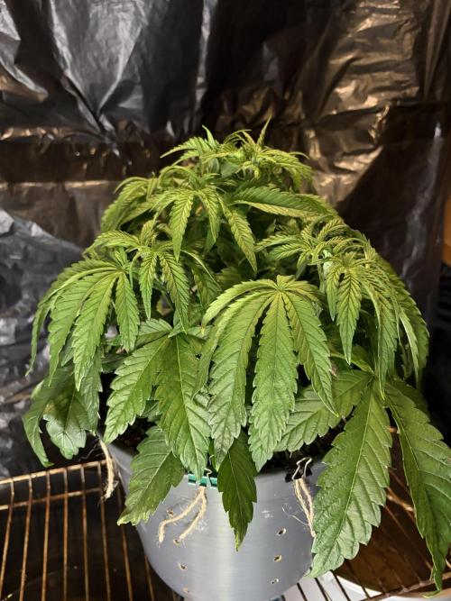 Super Lemon Haze. Week 6