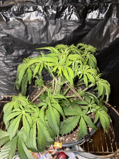 Super Lemon Haze. Week 6