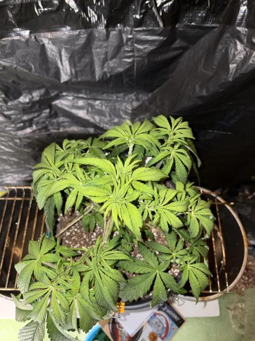 Super Lemon Haze. Week 6