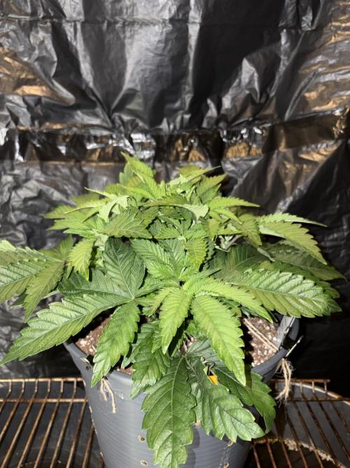 Super Silver Haze. Week 6