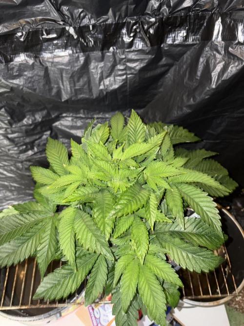 Super Silver Haze. Week 6