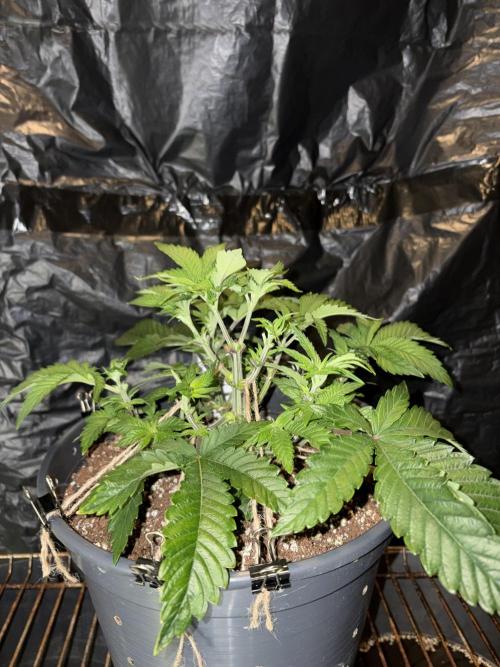 Super Silver Haze. Week 6