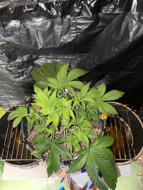 Super Silver Haze . Week 6