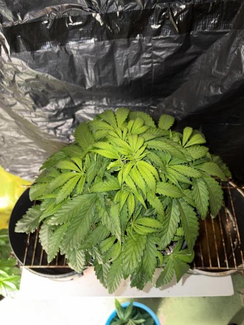 Zesty Bliss. Week 6