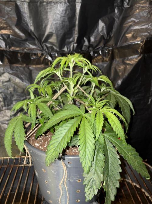 Zesty Bliss. Week 6