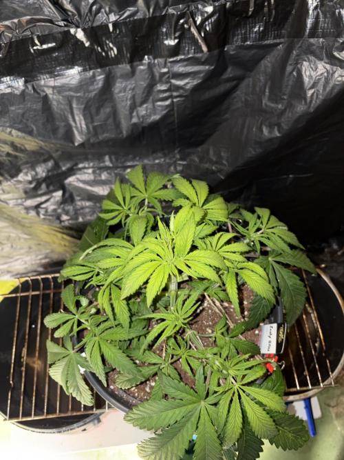 Pure Tent Lite 80x80x180. Week 6
