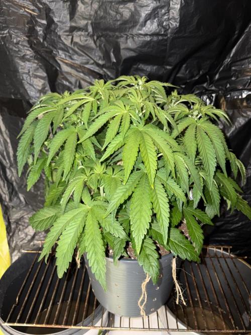 Super Lemon Haze. Week 7