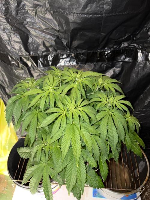 Super Lemon Haze. Week 7