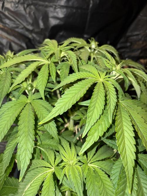 Super Lemon Haze. Week 7