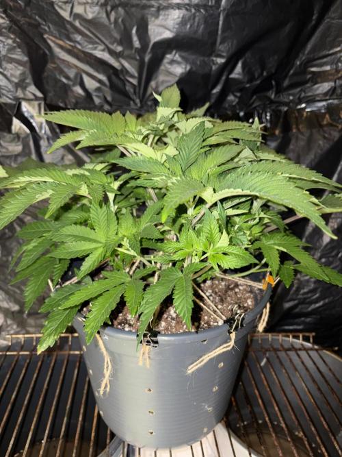 Super Silver Haze. Week 7