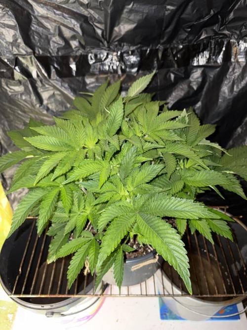 Super Silver Haze. Week 7