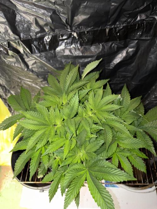 Super Silver Haze. Week 7