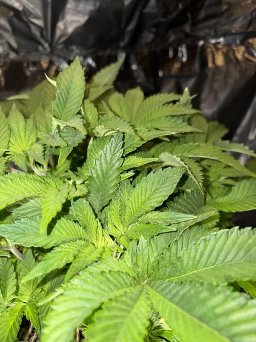 Super Silver Haze. Week 7
