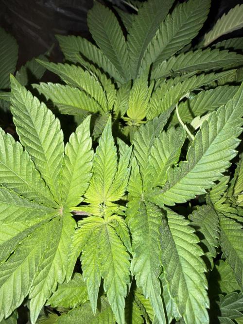 Super Silver Haze . Week 7