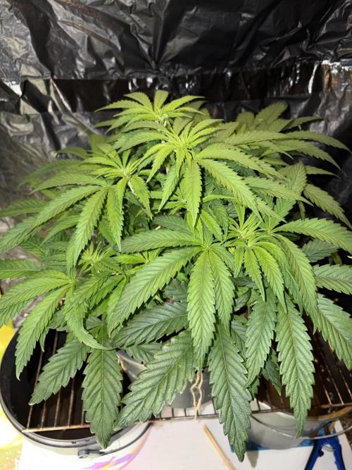 Zesty Bliss. Week 7