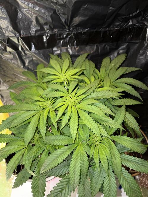 Zesty Bliss. Week 7