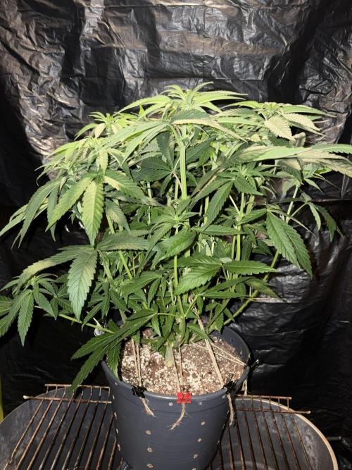 Super Lemon Haze. Week 8