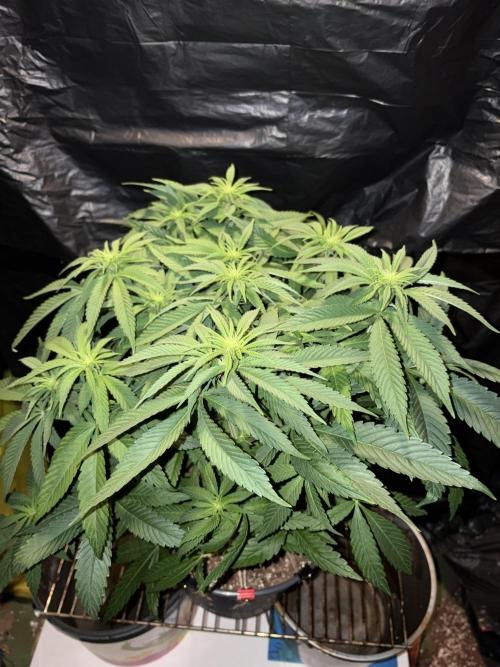 Super Lemon Haze. Week 8