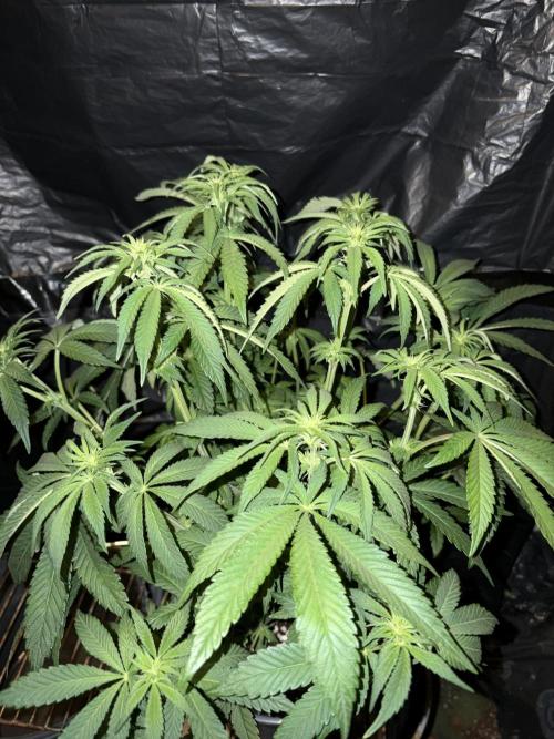 Super Lemon Haze. Week 8