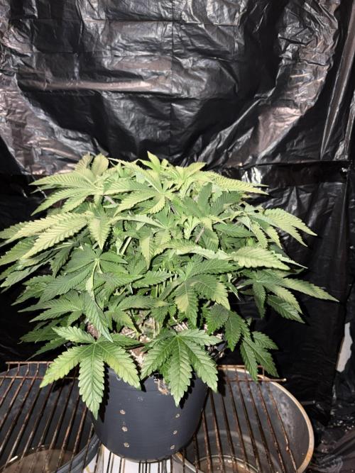 Super Silver Haze. Week 8