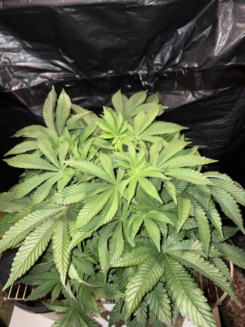 Super Silver Haze. Week 8