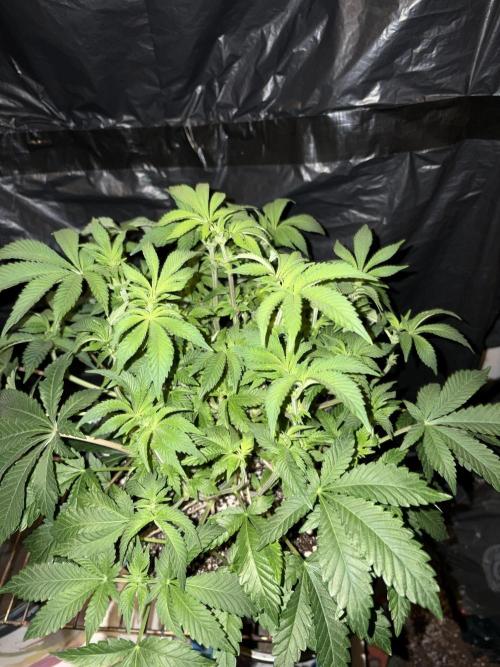 Super Silver Haze . Week 8