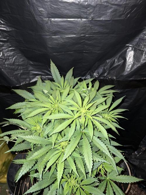 Zesty Bliss. Week 8