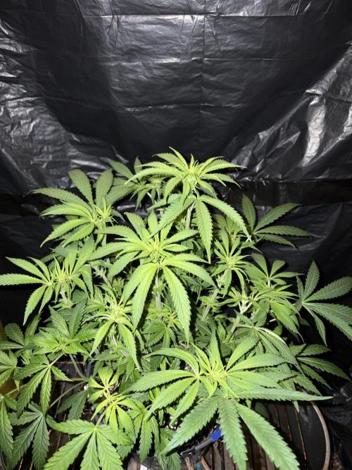 Pure Tent Lite 80x80x180. Week 8
