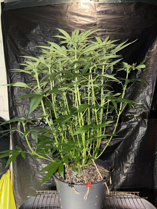 Super Lemon Haze. Week 9