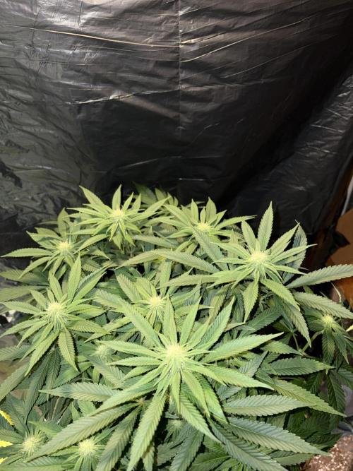 Super Lemon Haze. Week 9