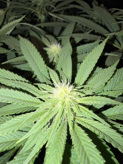 Super Lemon Haze. Week 9