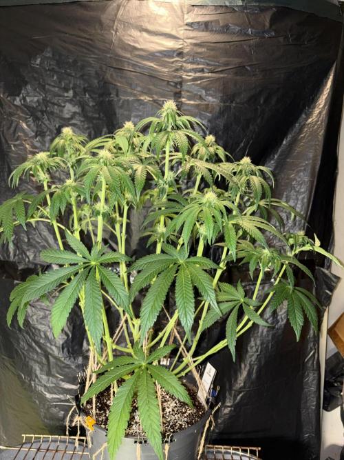 Super Lemon Haze. Week 9