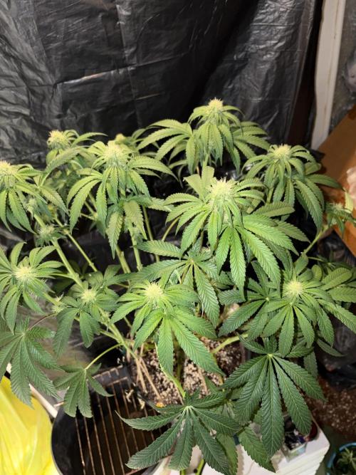 Super Lemon Haze. Week 9