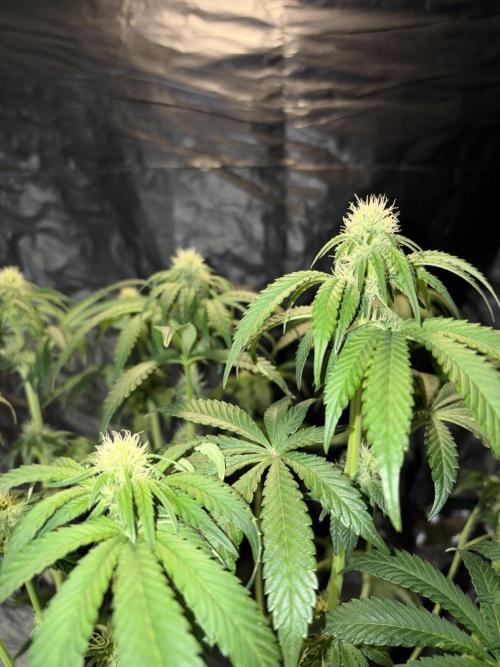 Super Lemon Haze. Week 9