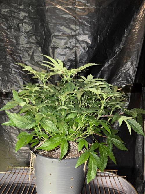 Super Silver Haze. Week 9