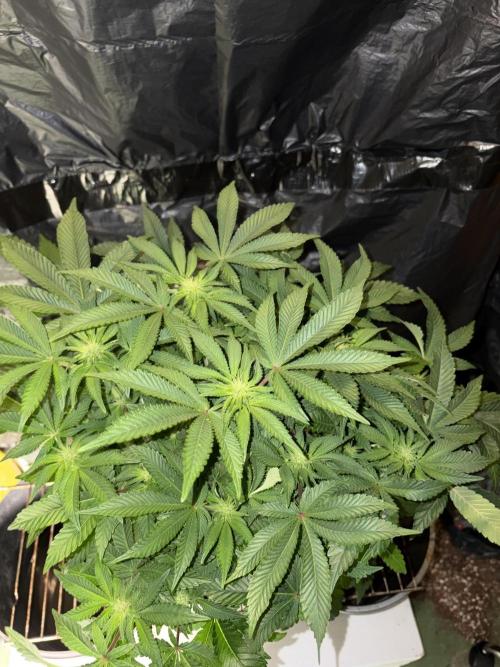 Super Silver Haze. Week 9