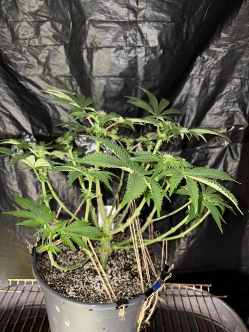 Super Silver Haze. Week 9