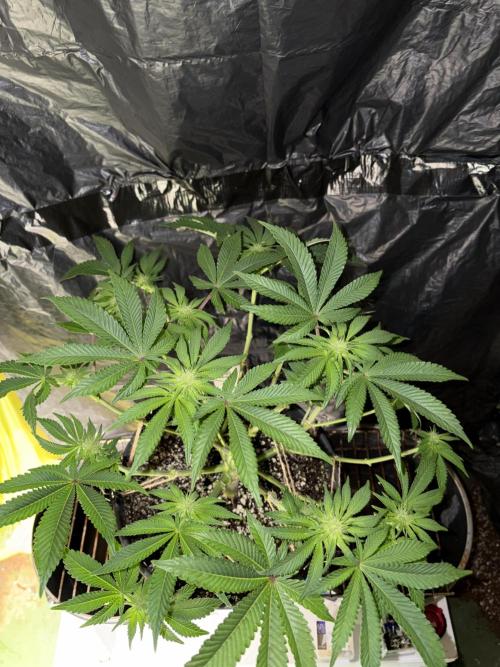 Super Silver Haze . Week 9
