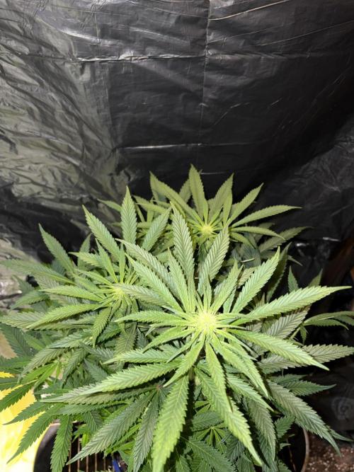 Zesty Bliss. Week 9