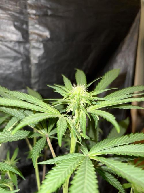 Pure Tent Lite 80x80x180. Week 9