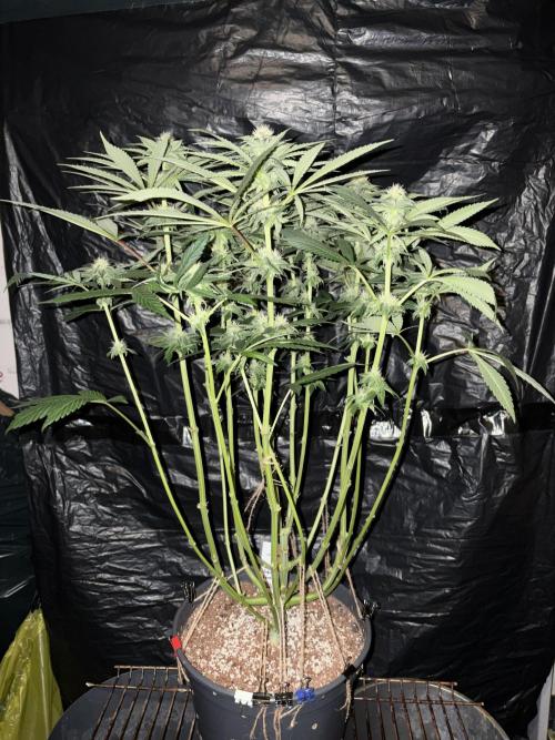 Super Lemon Haze. Week 10