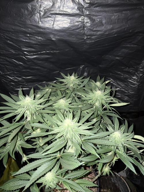 Super Lemon Haze. Week 10
