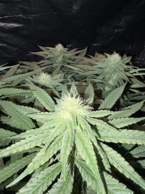 Super Lemon Haze. Week 10