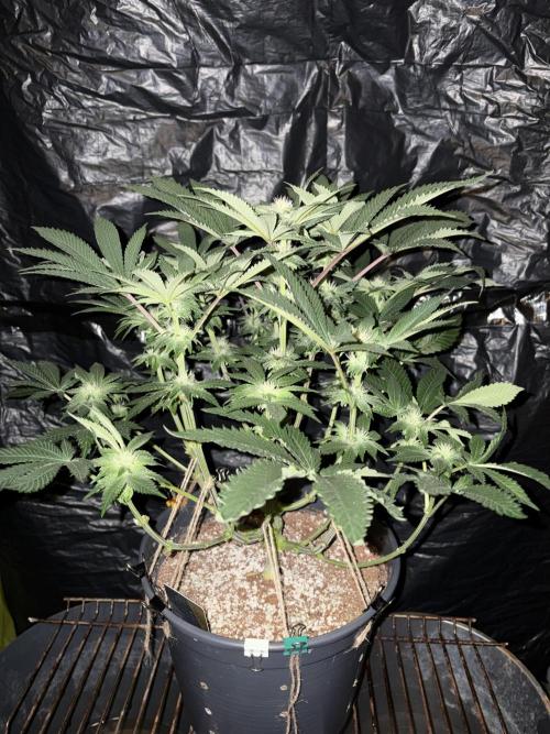 Super Silver Haze. Week 10
